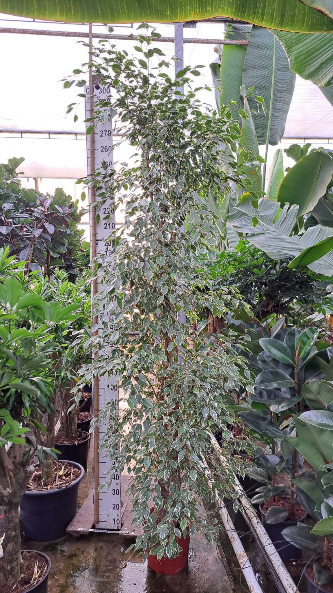 Горшечные цветы и растения оптом Ficus Golden King Piramide от 1шт из Голландии с доставкой по России