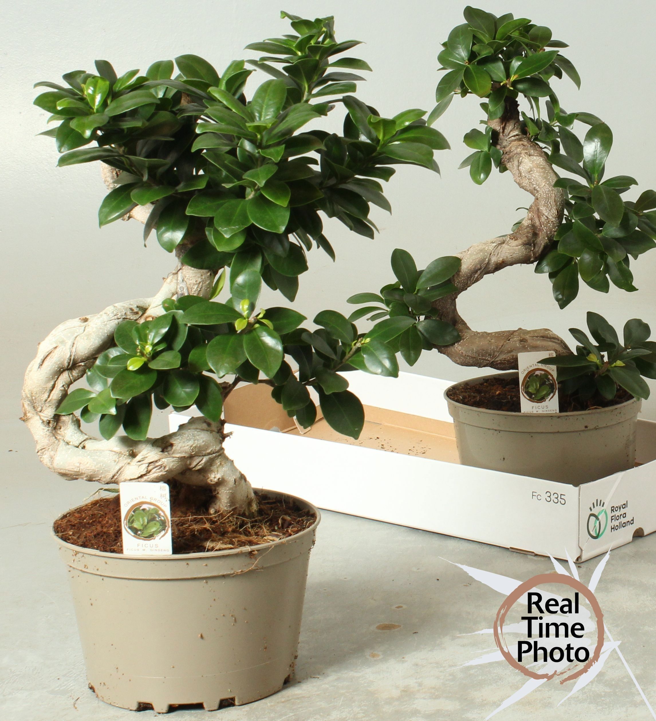 Горшечные цветы и растения оптом Fic Mi Ginseng от 2шт из Голландии с доставкой по России