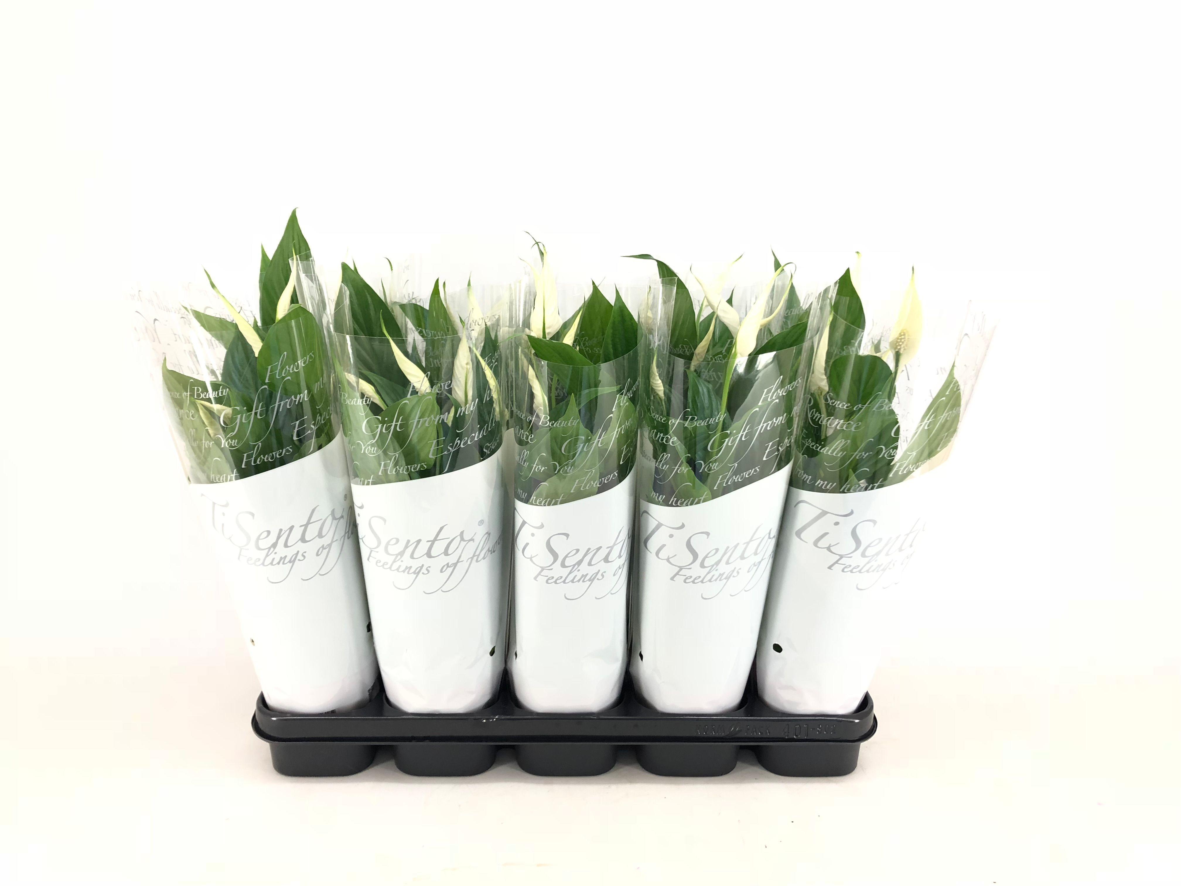 Горшечные цветы и растения оптом Spath Ov от 10шт из Голландии с доставкой по России