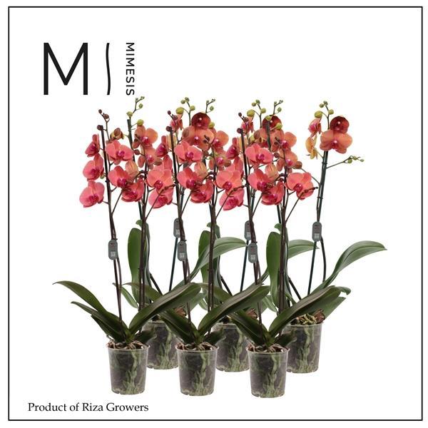 Горшечные цветы и растения оптом Mimesis Phal. Orange - 2 Spike 12cm от 10шт из Голландии с доставкой по России