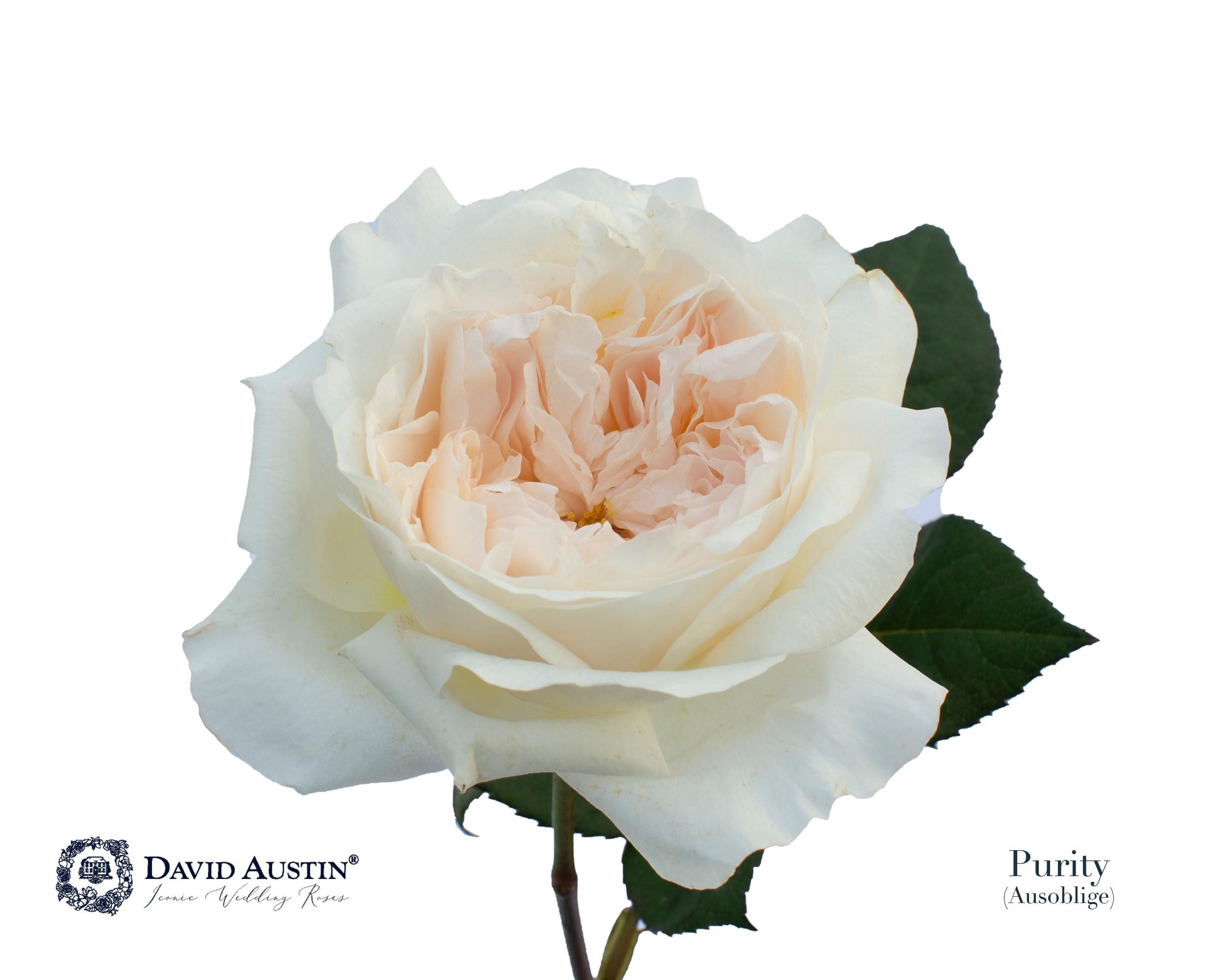 Срезанные цветы оптом Rosa large austin purity от 120шт из Голландии с доставкой по России