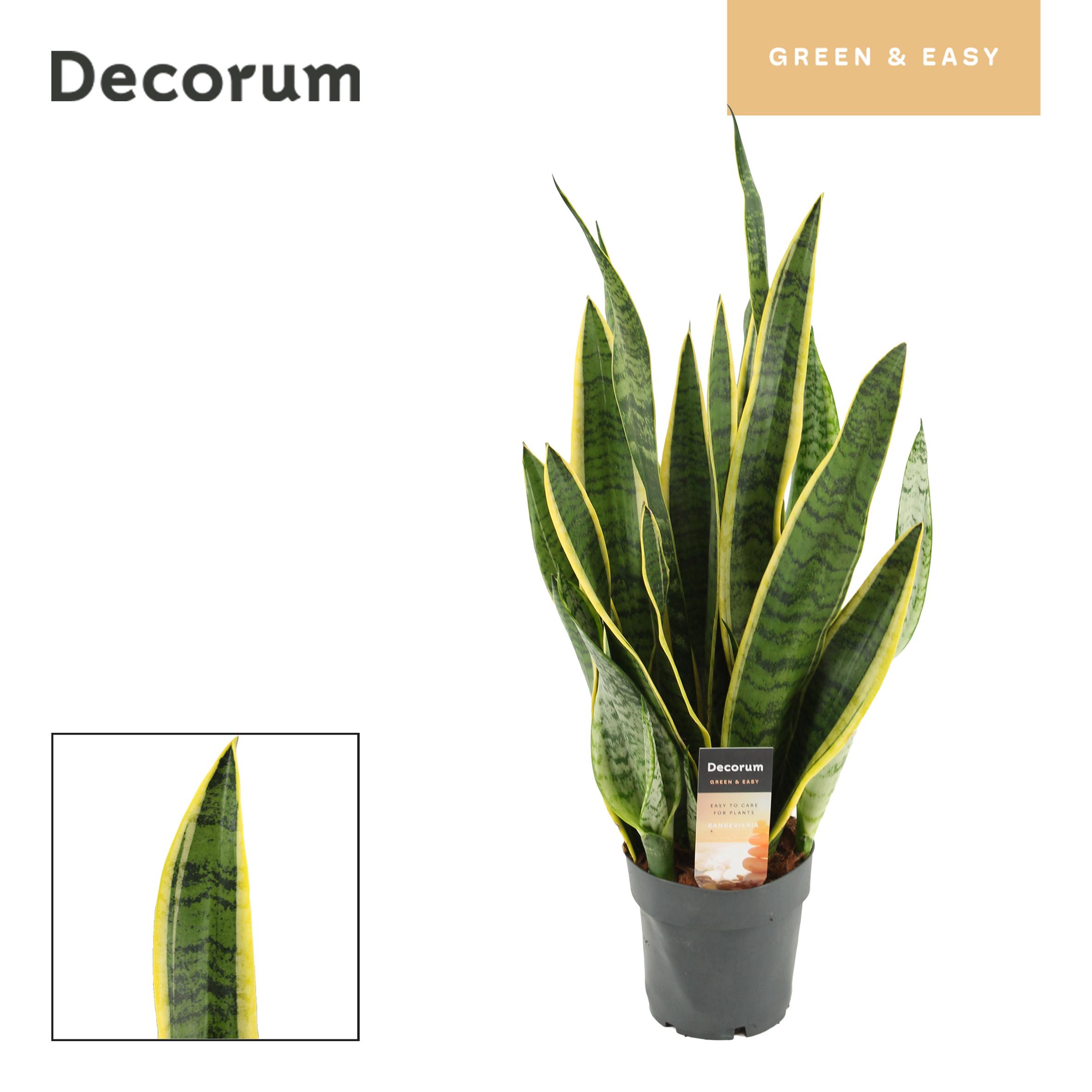 Горшечные цветы и растения оптом Sansevieria Laurentii (dec) от 7шт из Голландии с доставкой по России