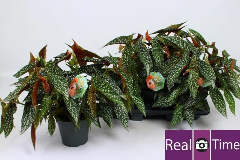 Горшечные цветы и растения оптом Beg Double Dot от 3шт (для телеги) из Голландии с доставкой по России