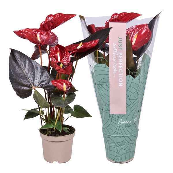 Горшечные цветы и растения оптом Anth An Delicata Just Perfection (xl Flowers) от 7шт из Голландии с доставкой по России
