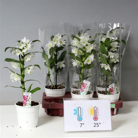 Горшечные цветы и растения оптом Dendr N Sc Apollon 2 Branches * Spring Deal * от 6шт из Голландии с доставкой по России