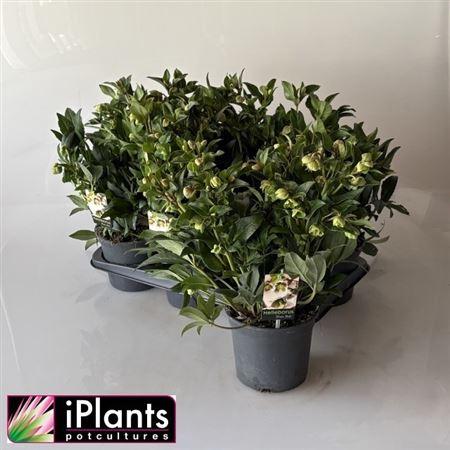 Горшечные цветы и растения оптом Helleboris Jwls Winterbell 20+ от 6шт из Голландии с доставкой по России