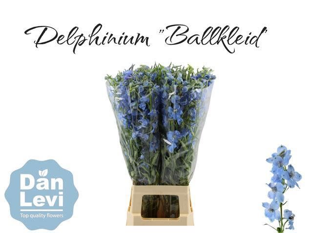 Срезанные цветы оптом Delphinium si bel ballkleid от 40шт. из Голландии с доставкой по России
