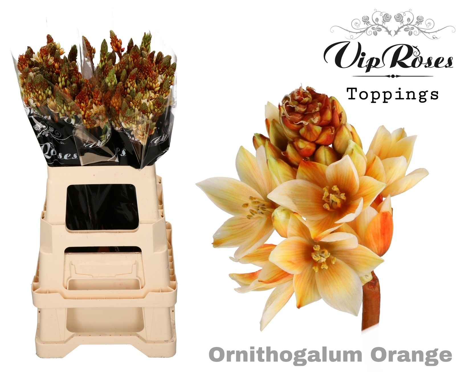 Срезанные цветы оптом Ornithogalum paint orange от 100шт из Голландии с доставкой по России