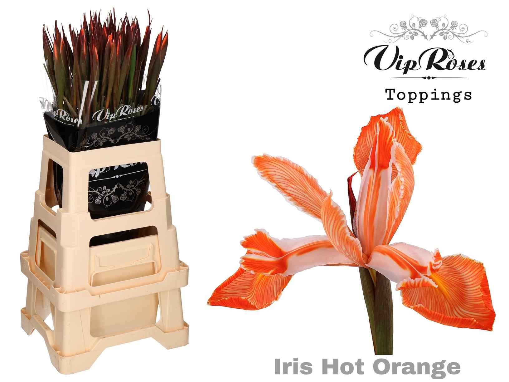 Срезанные цветы оптом Iris paint hot orange от 50шт из Голландии с доставкой по России