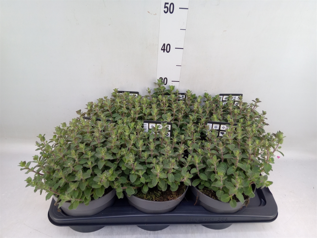 Горшечные цветы и растения оптом Nepeta Faassenii от 6шт из Голландии с доставкой по России