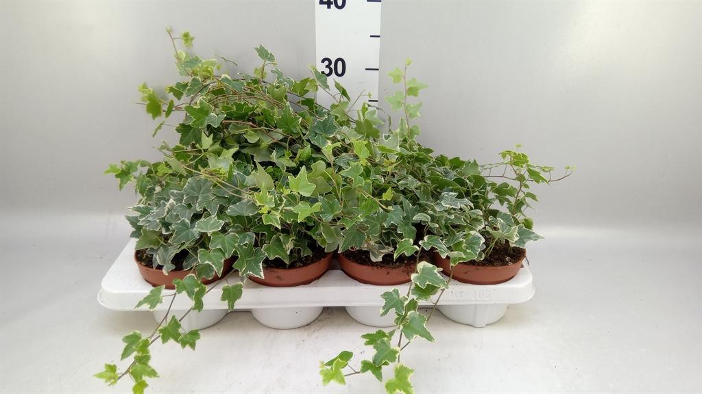 Горшечные цветы и растения оптом Hedera ...variegated от 8шт из Голландии с доставкой по России