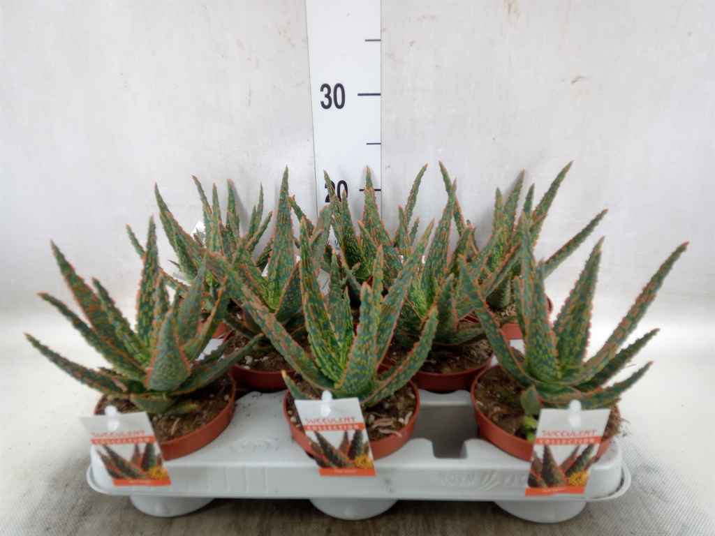 Горшечные цветы и растения оптом Aloe   ... от 8шт из Голландии с доставкой по России