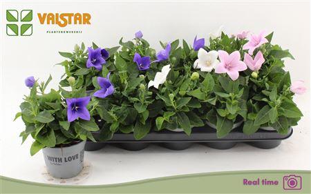 Горшечные цветы и растения оптом Platyco Gr Gem * Spring Deal * от 10шт из Голландии с доставкой по России