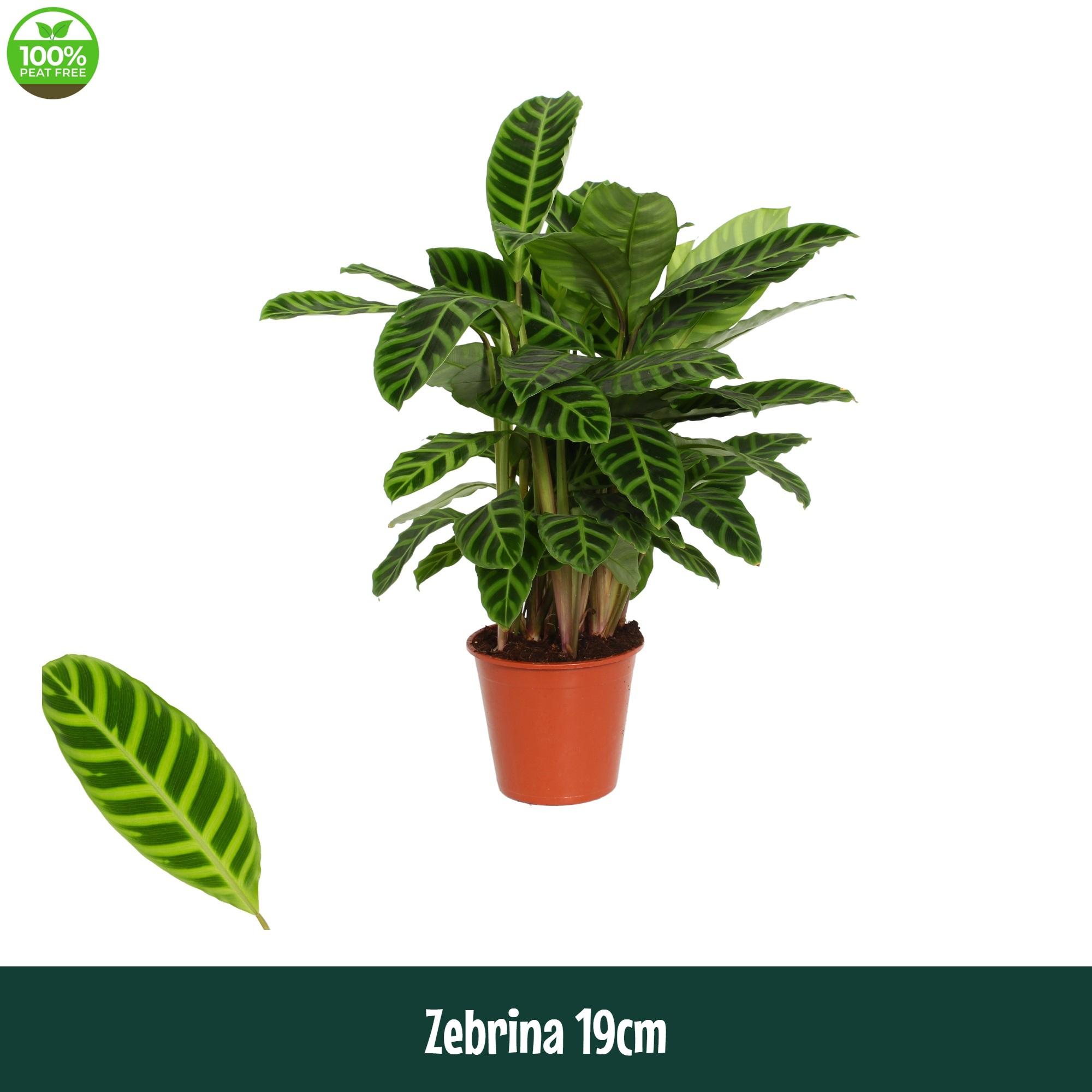 Горшечные цветы и растения оптом Calathea Zebrina от 1шт из Голландии с доставкой по России