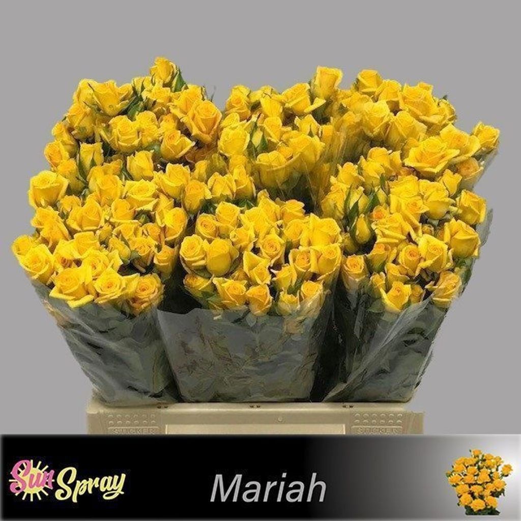 Срезанные цветы оптом Rosa spray mariah от 60шт из Голландии с доставкой по России