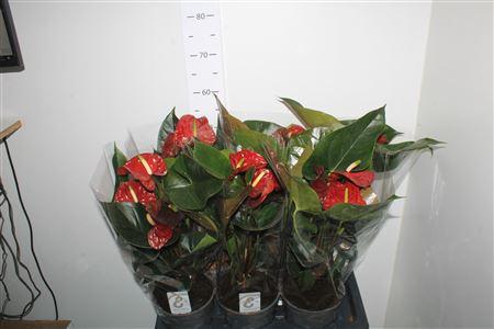 Горшечные цветы и растения оптом Anthu Fl Tranquillo 3-4+ P17 от 6шт из Голландии с доставкой по России