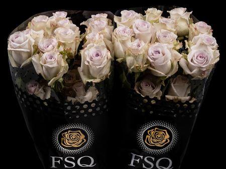 Срезанные цветы оптом Rosa ec andrea от 20шт из Голландии с доставкой по России