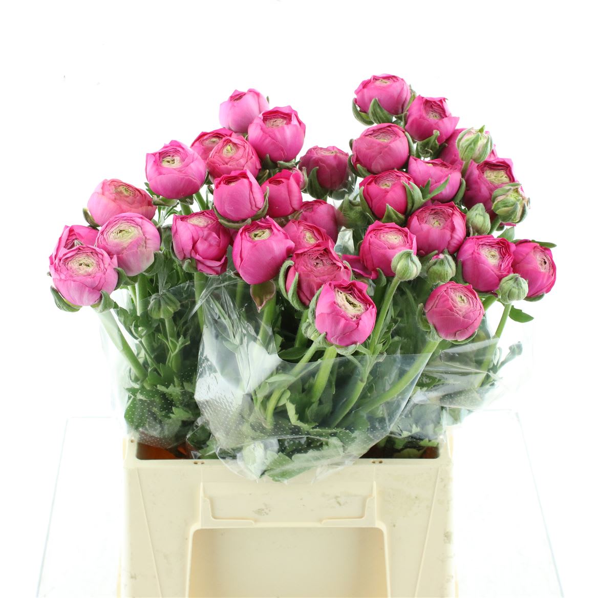 Срезанные цветы оптом Ranunculus thomas bonbon от 30шт из Голландии с доставкой по России