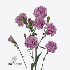 Срезанные цветы оптом Dianthus sp lollipop violet от 100шт из Голландии с доставкой по России