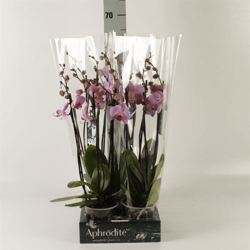 Горшечные цветы и растения оптом Phalaenopsis   ...rose от 4шт из Голландии с доставкой по России