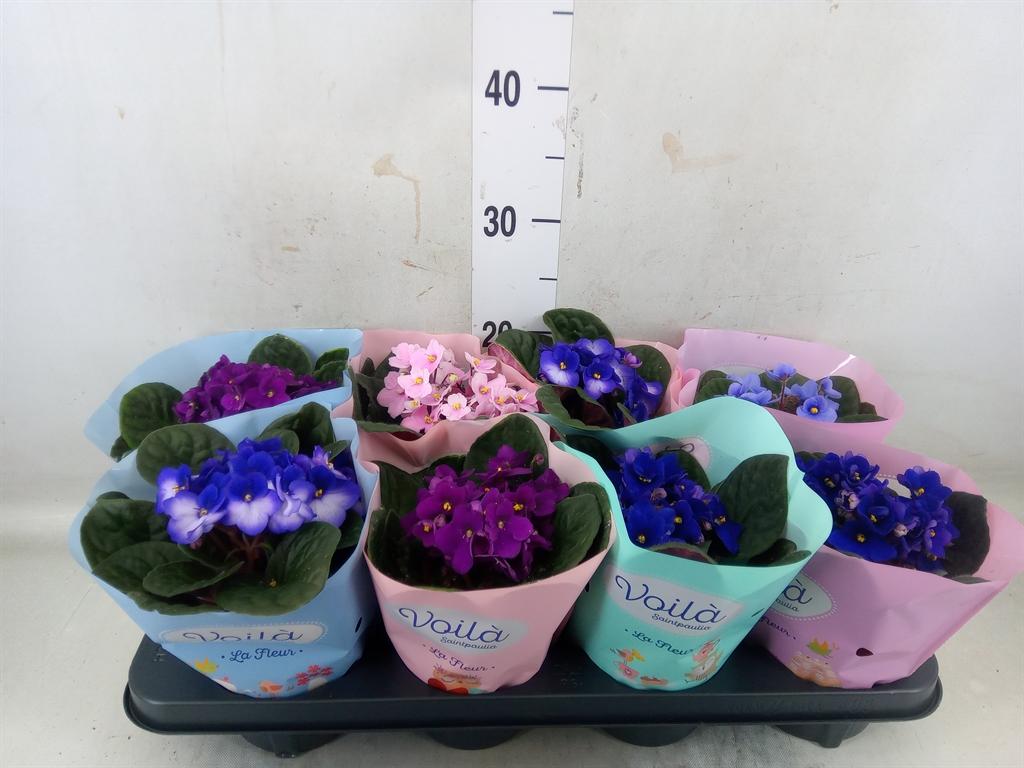 Горшечные цветы и растения оптом Saintpaulia   ...mix от 8шт (для телеги) из Голландии с доставкой по России