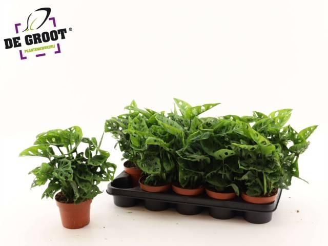 Горшечные цветы и растения оптом Monstera Adansonii от 10шт из Голландии с доставкой по России