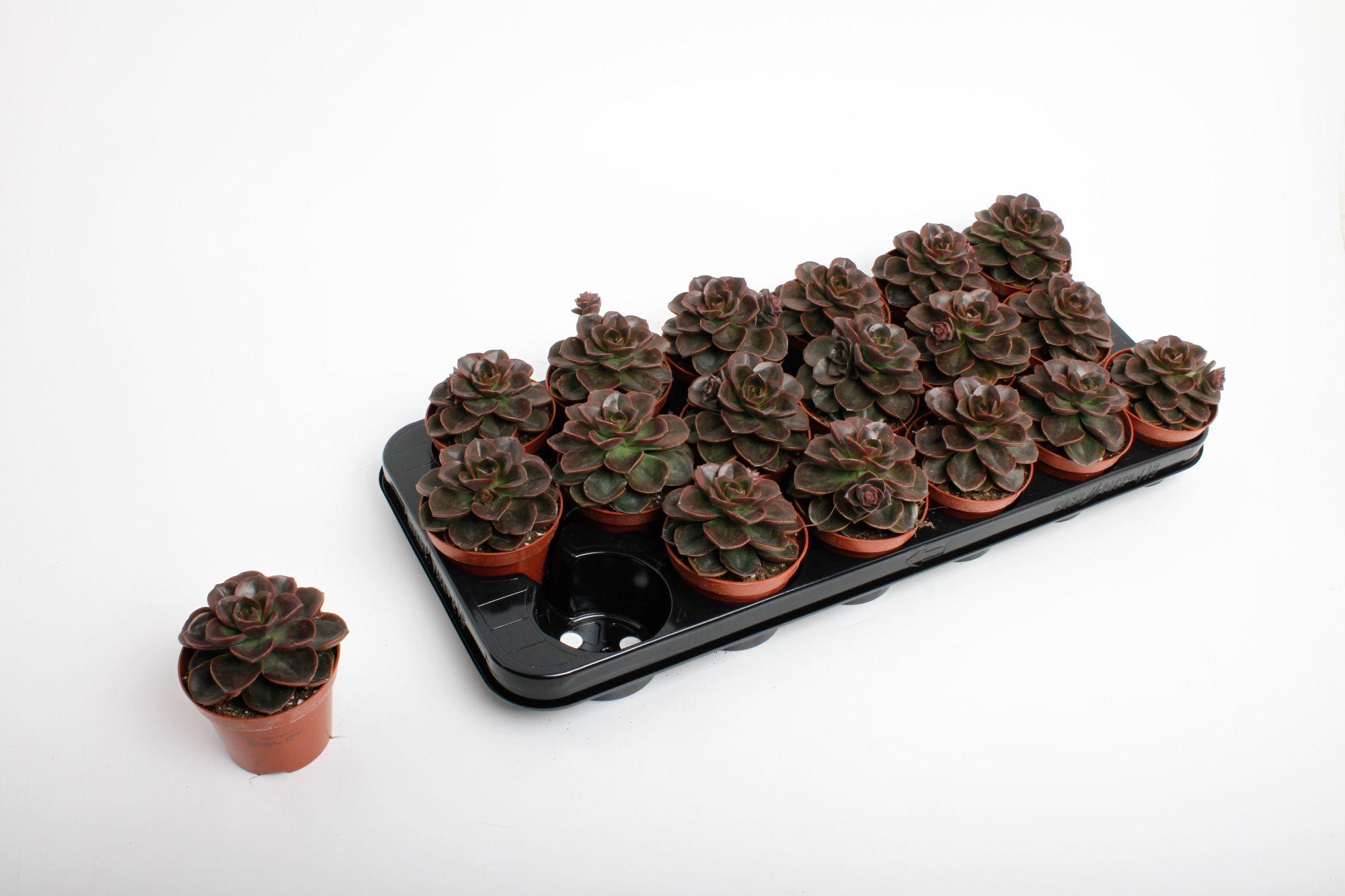 Горшечные цветы и растения оптом Echeveria Black Prince от 18шт (для телеги) из Голландии с доставкой по России