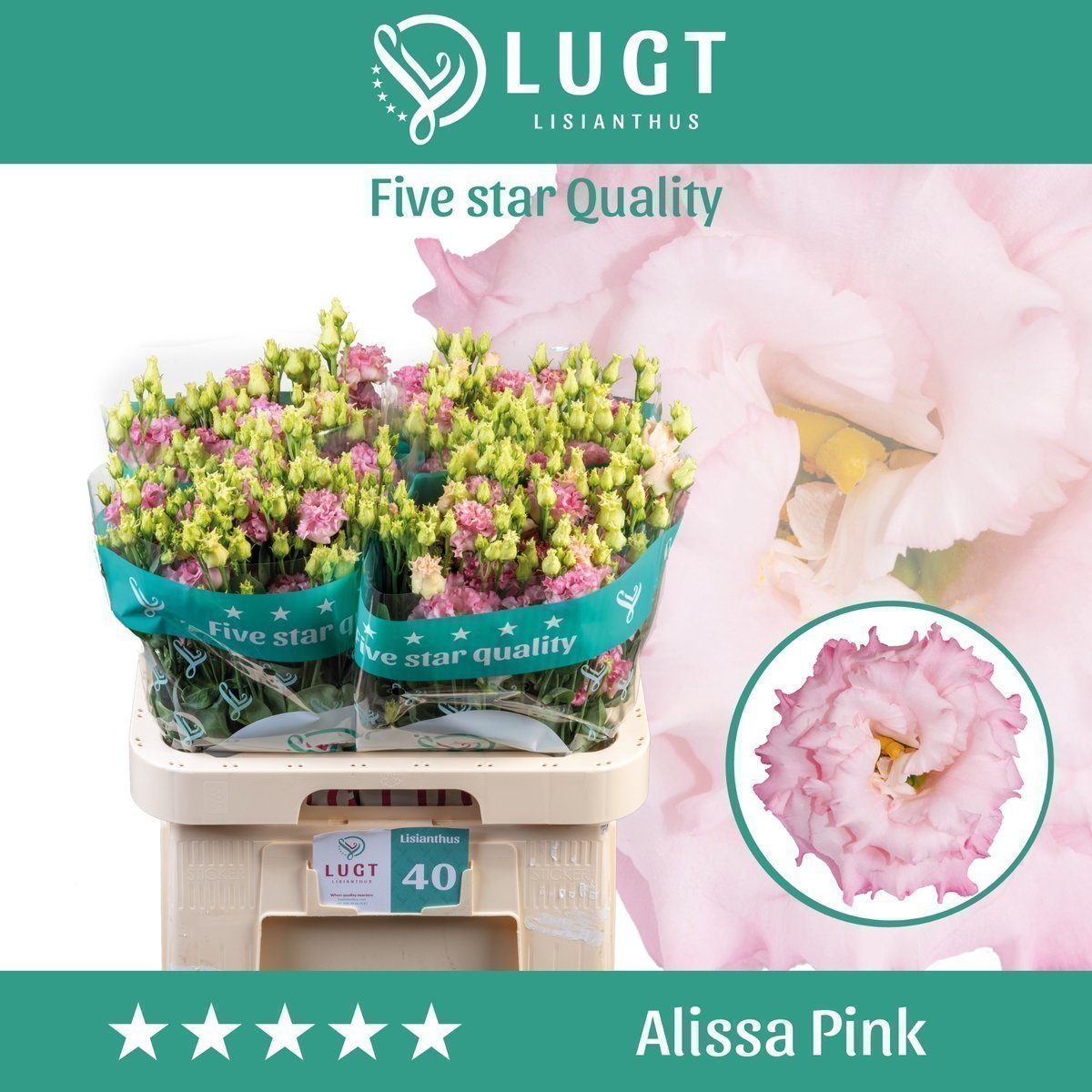 Срезанные цветы оптом Lisianthus do alissa pink от 40шт.. из Голландии с доставкой по России