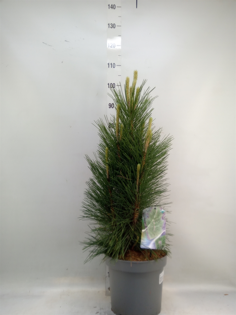 Горшечные цветы и растения оптом Pinus Mugo от 1шт из Голландии с доставкой по России