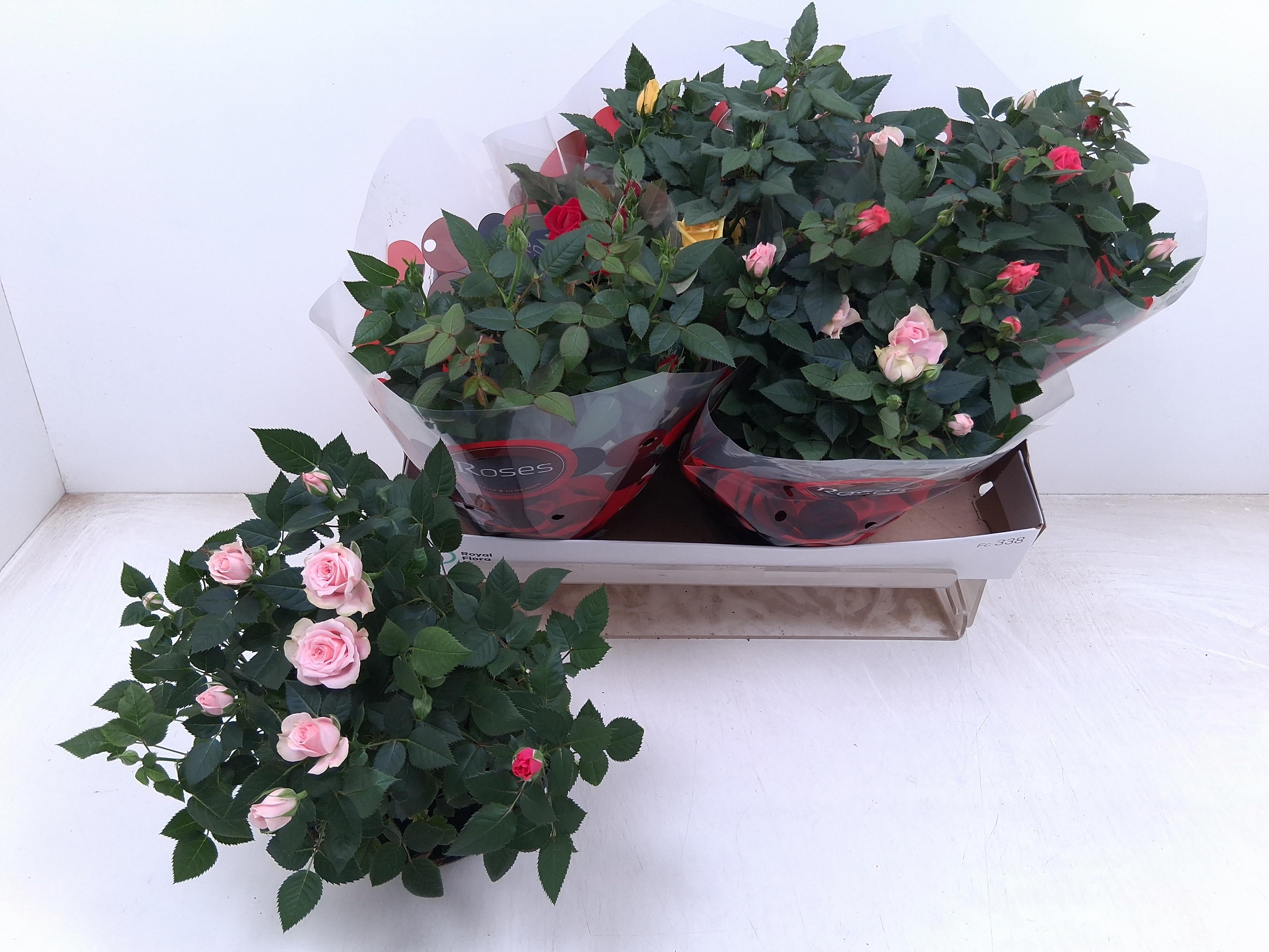 Горшечные цветы и растения оптом Ro Gem от 4шт из Голландии с доставкой по России