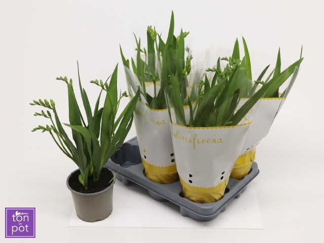 Горшечные цветы и растения оптом Freesia Ov от 6шт из Голландии с доставкой по России