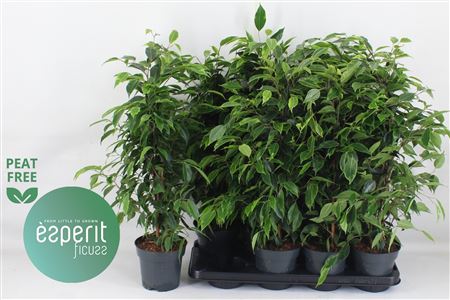 Горшечные цветы и растения оптом Ficus Be Anastasia от 8шт из Голландии с доставкой по России