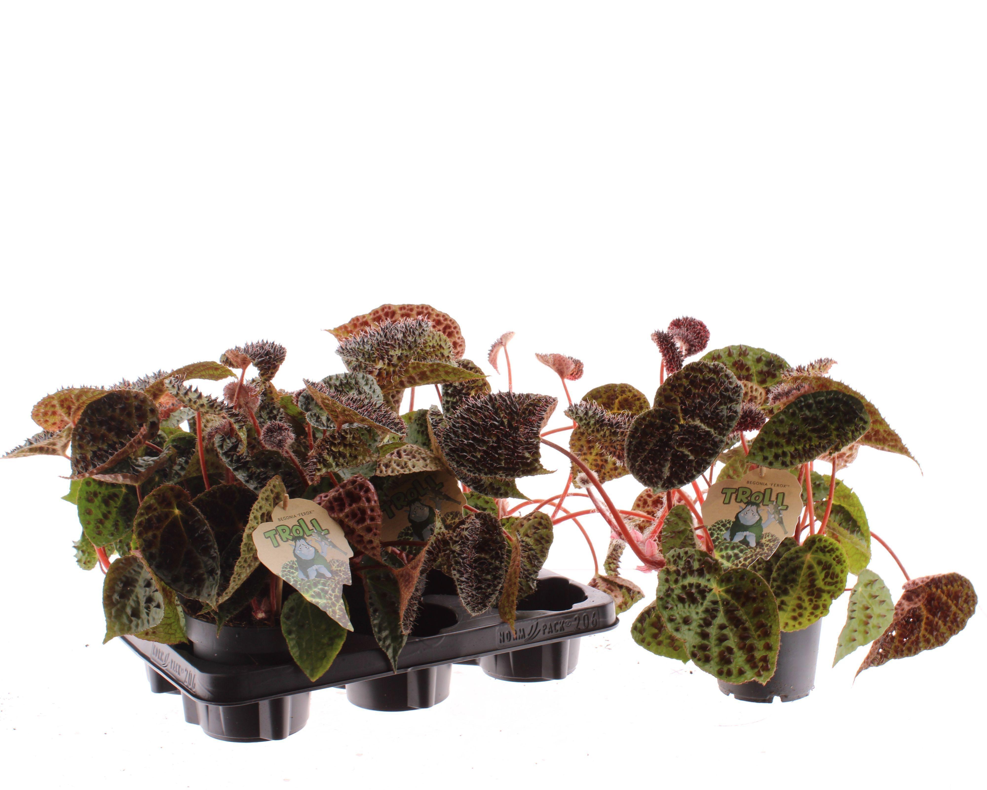 Горшечные цветы и растения оптом Beg Ferox от 5шт (для телеги) из Голландии с доставкой по России