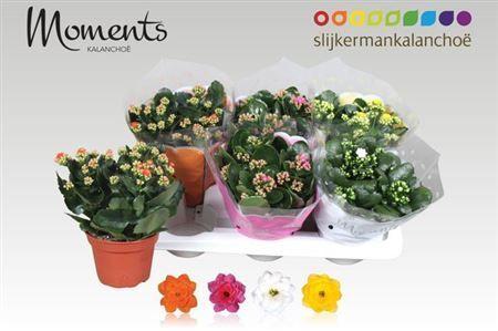 Горшечные цветы и растения оптом Kal Cal Moments Mix от 6шт из Голландии с доставкой по России