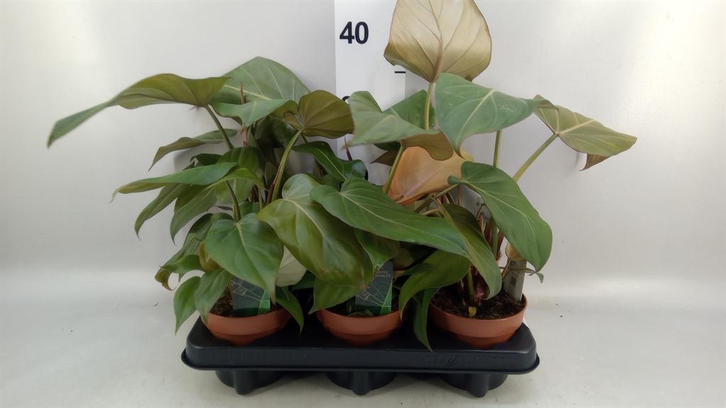 Горшечные цветы и растения оптом Philodendron Black Cardinal от 6шт из Голландии с доставкой по России