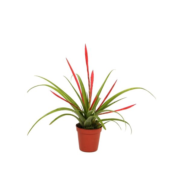 Горшечные цветы и растения оптом Tillandsia Flabellata от 10шт из Голландии с доставкой по России