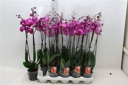 Горшечные цветы и растения оптом Phal Purple 2 Branches 16+ от 10шт из Голландии с доставкой по России