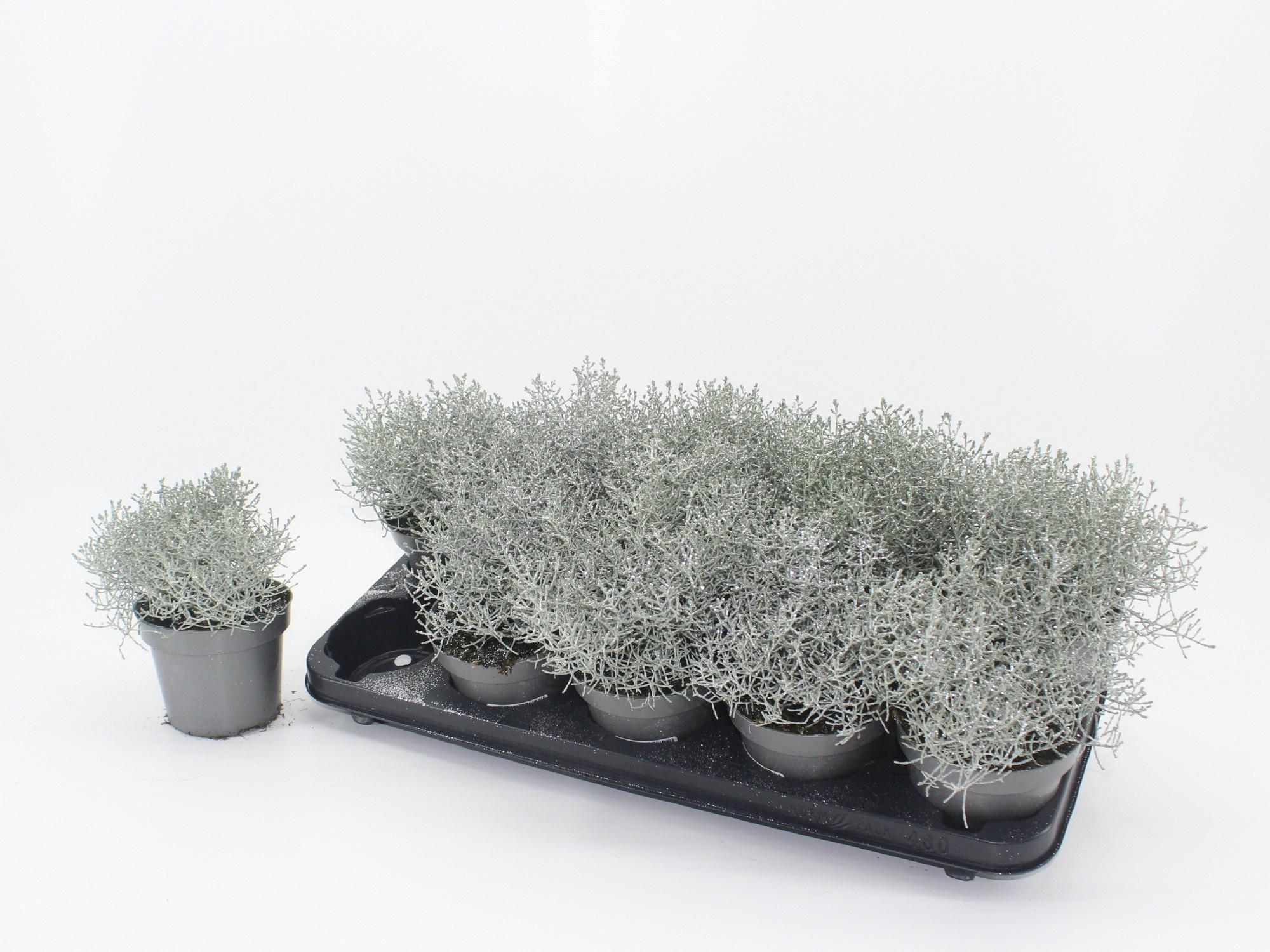 Горшечные цветы и растения оптом Leucophyta + Gitter Silver от 10шт из Голландии с доставкой по России