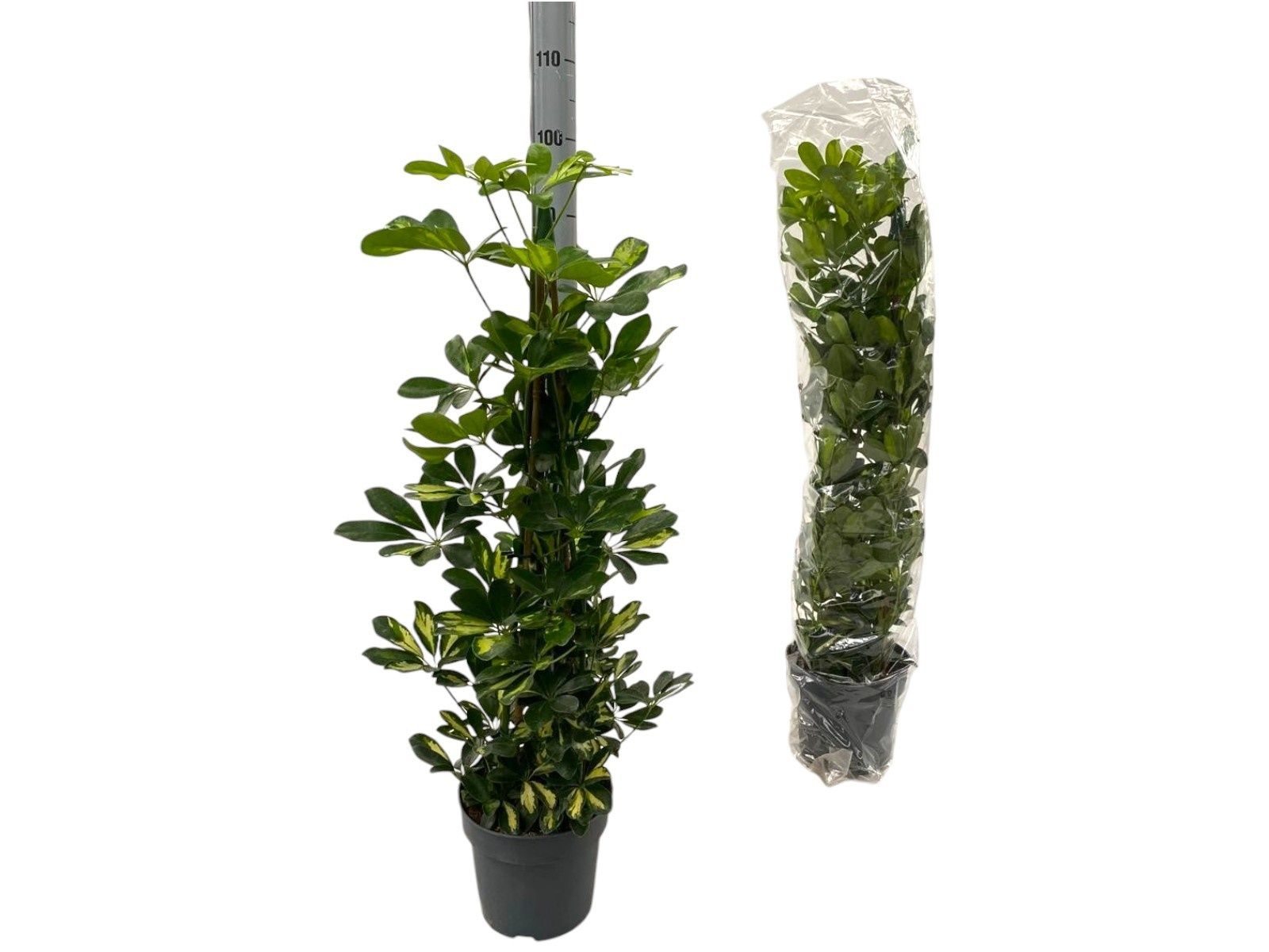 Горшечные цветы и растения оптом Schef Ar Gold Capell от 1шт из Голландии с доставкой по России