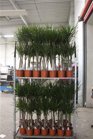 Горшечные цветы и растения оптом Dra Marginata 60-30 Cm от 1шт из Голландии с доставкой по России