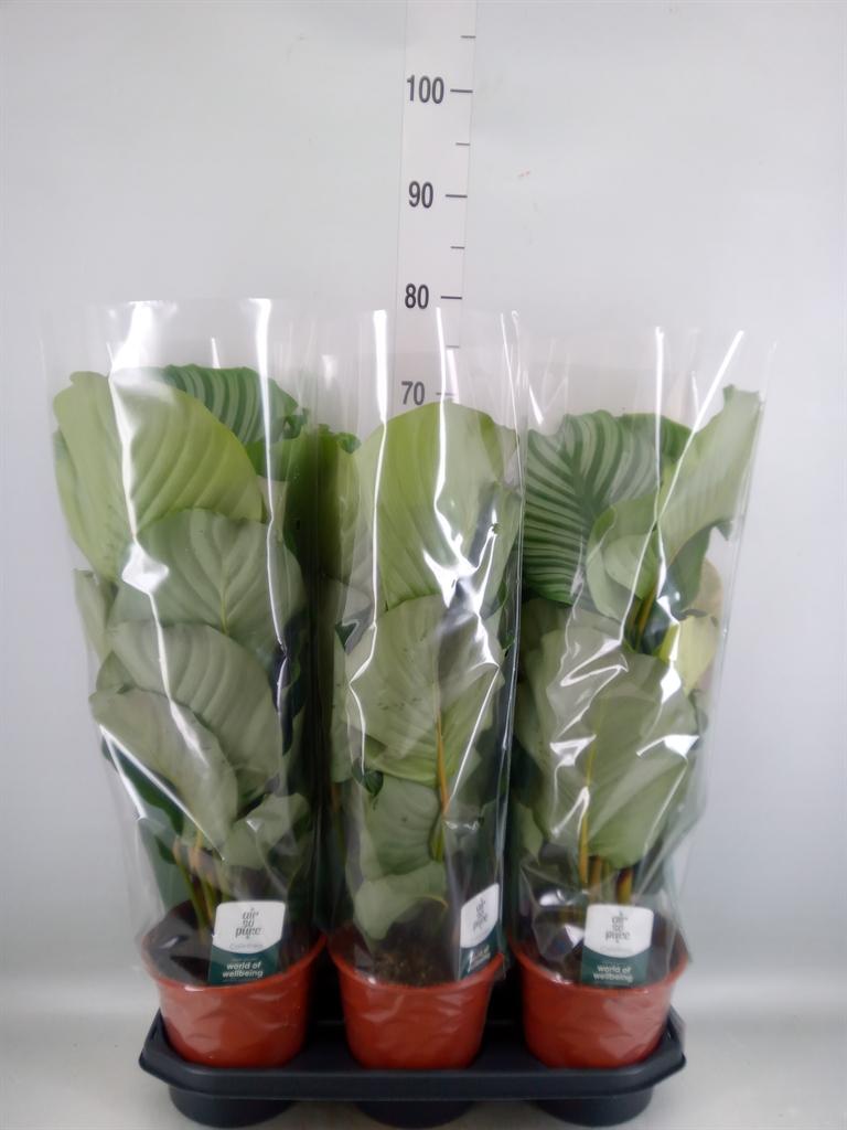 Горшечные цветы и растения оптом Calathea Orbifolia от 3шт из Голландии с доставкой по России