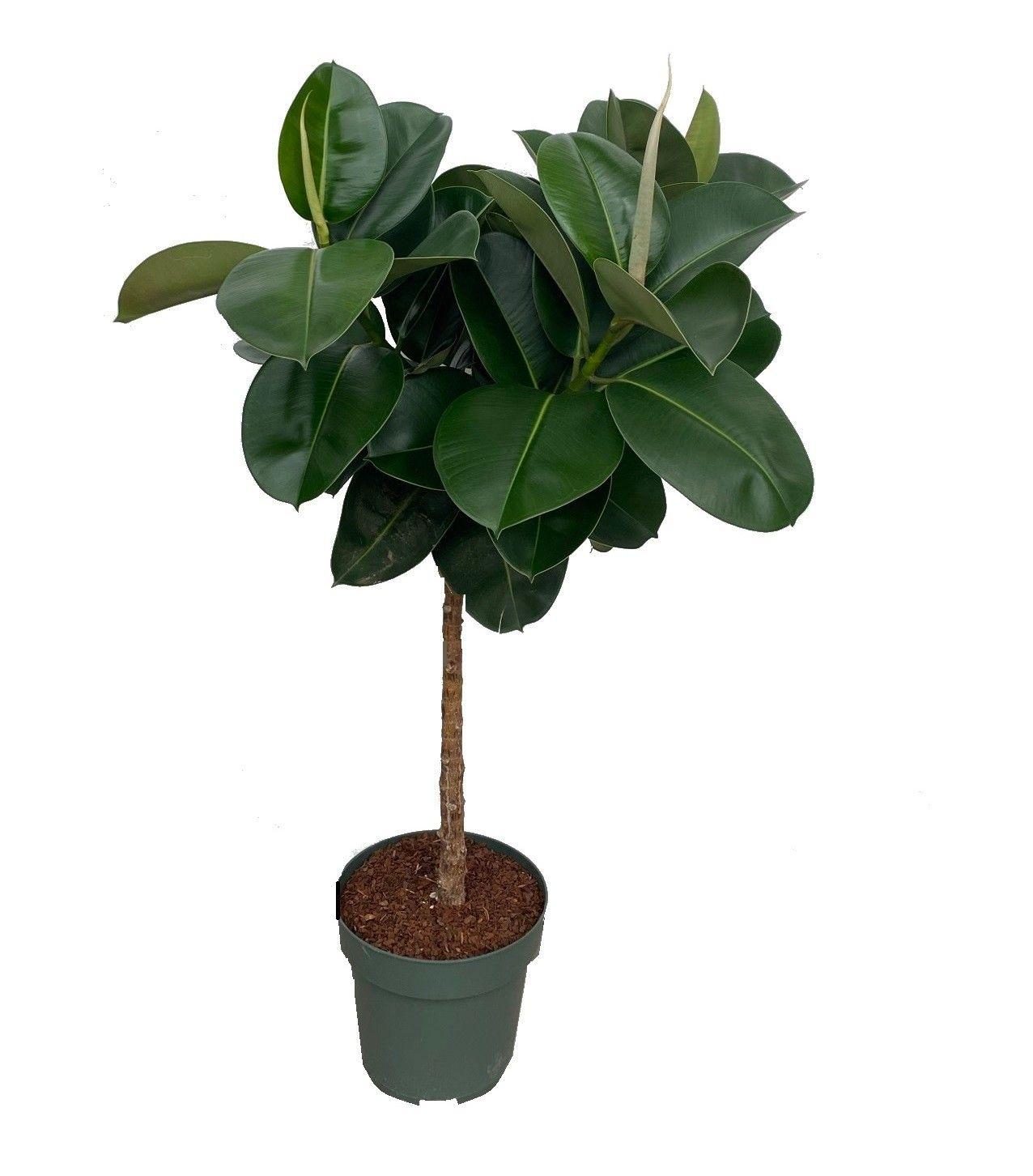 Горшечные цветы и растения оптом Ficus El Makana On Stem A от 1шт из Голландии с доставкой по России