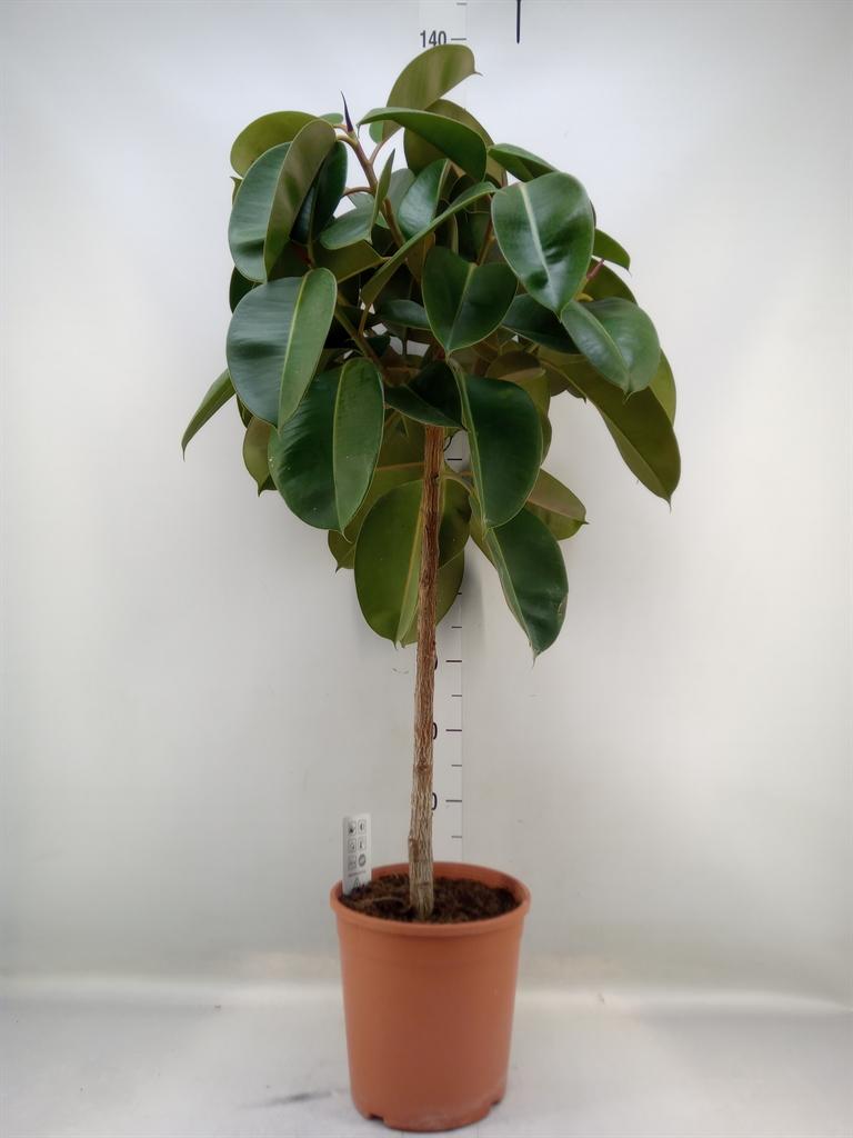 Горшечные цветы и растения оптом Ficus   ... от 1шт из Голландии с доставкой по России