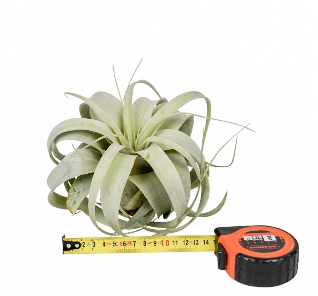 Горшечные цветы и растения оптом Tillandsia Xerograph от 8шт из Голландии с доставкой по России