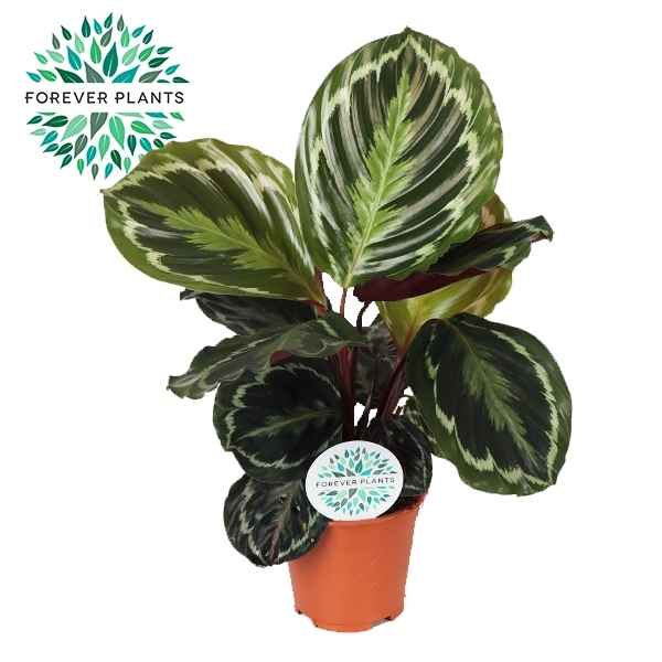 Горшечные цветы и растения оптом Calathea Medallion от 8шт из Голландии с доставкой по России