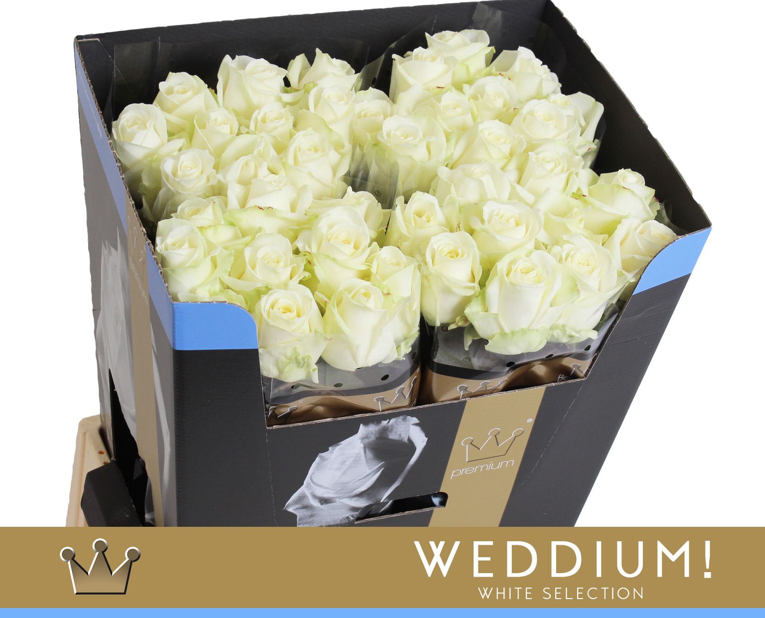 Срезанные цветы оптом Rosa large avalanche+ Bernhard Weddium от 40шт из Голландии с доставкой по России