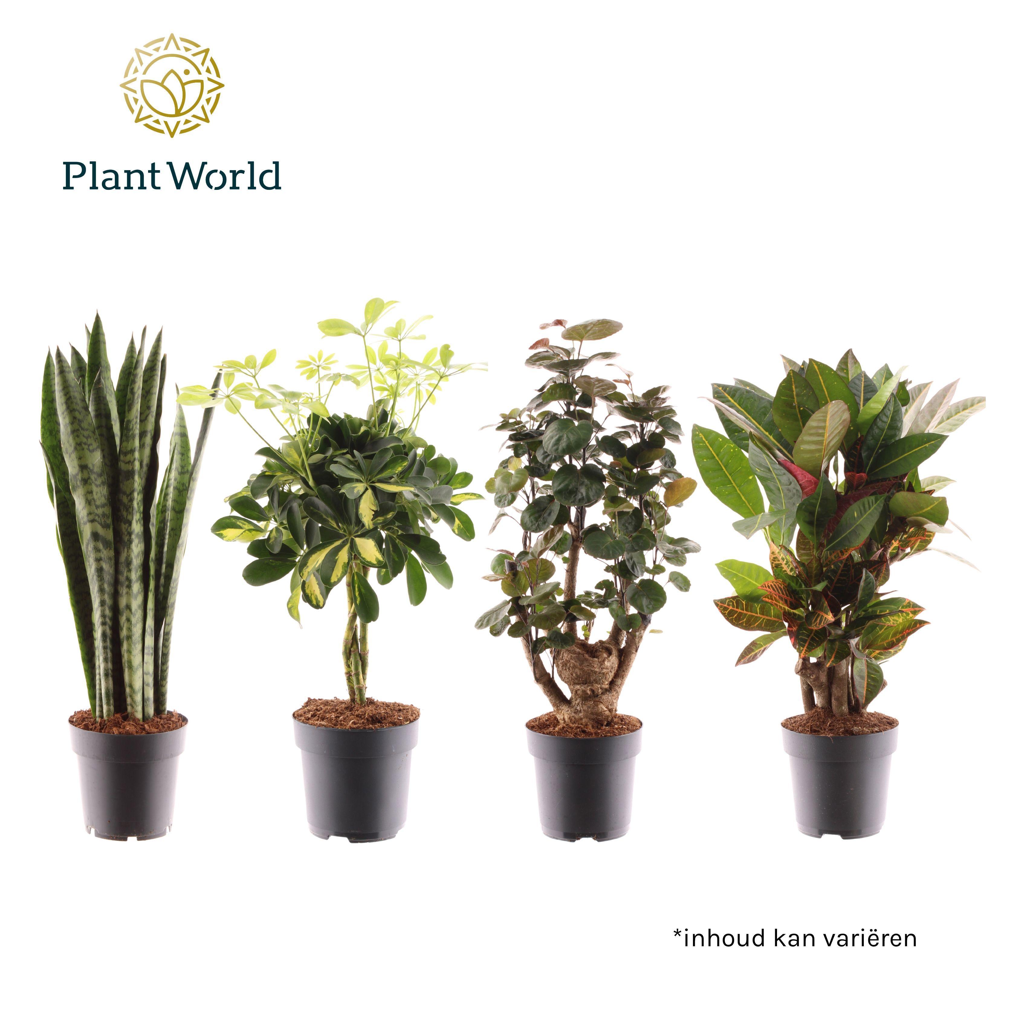 Горшечные цветы и растения оптом Plantmix Santorini (diverse Soorten) от 6шт из Голландии с доставкой по России