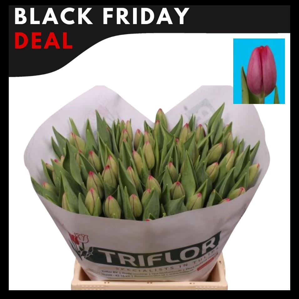 Срезанные цветы оптом Tulipa si puma от 50шт из Голландии с доставкой по России