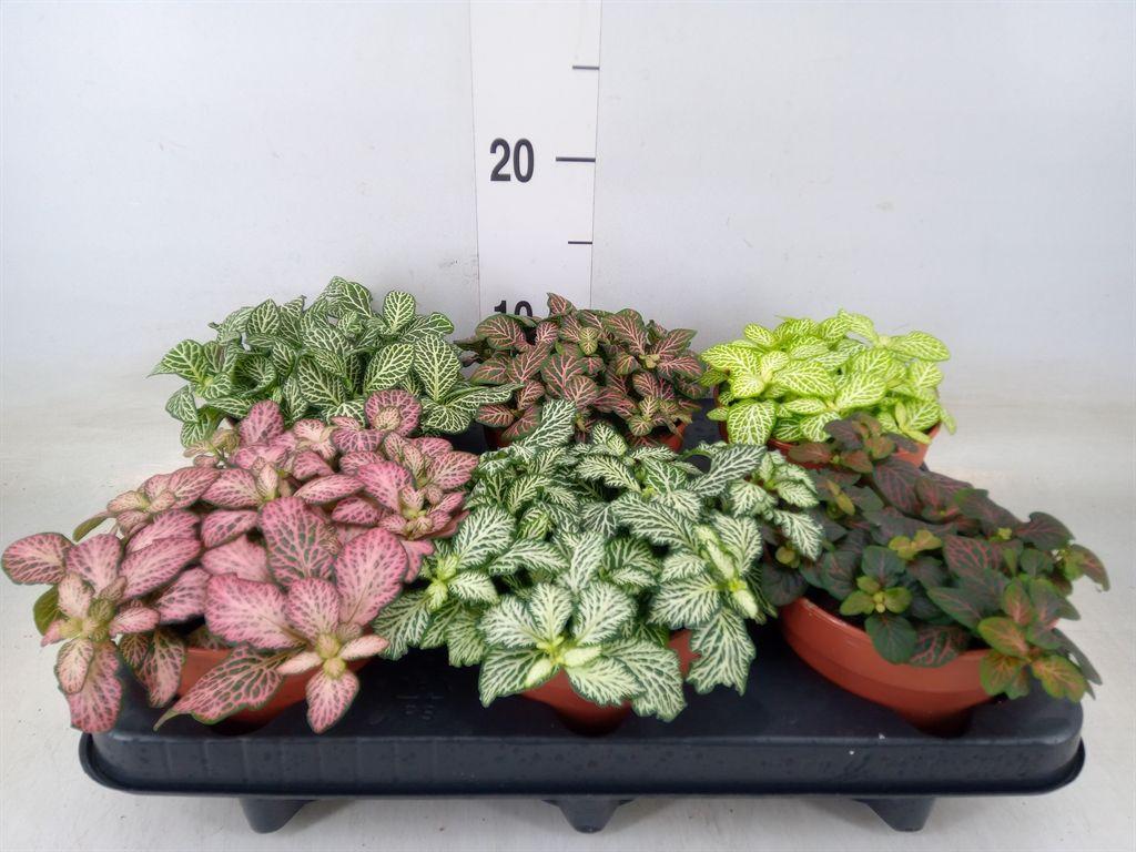 Горшечные цветы и растения оптом Fittonia   ...mix от 6шт из Голландии с доставкой по России