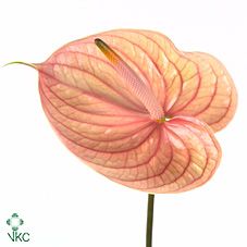 Срезанные цветы оптом Anthurium nunzia от 10шт. из Голландии с доставкой по России